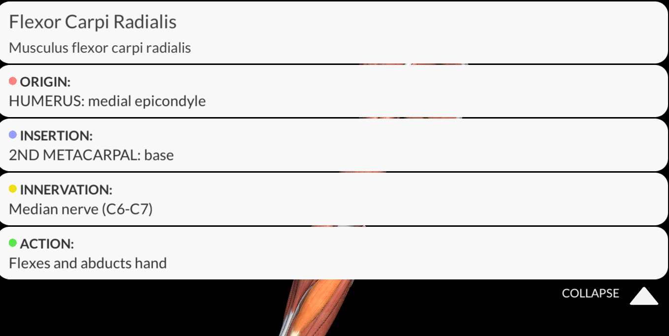 <p><strong><u>Origin</u></strong>: <strong>Medial epicondyle of the humerus</strong></p><p><strong><u>Insertion</u></strong>: <strong>Base of metacarpals II and III</strong></p><p><strong><u>Innervation</u></strong>:<strong> Median Nerve</strong></p><p><strong><u>Function</u></strong>: <strong>Flexes</strong> and <strong>abducts</strong> the <strong>wrist</strong></p>