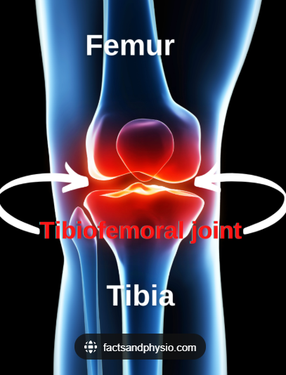 <p><span style="color: #080202">Articulation between the……</span></p><p><span style="color: #080202">1) medial &amp; lateral condyles of the femur and the </span></p><p><span style="color: #080202">2) tibial plateau</span></p>