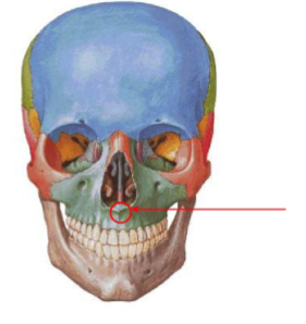 <p>Which maxilla marking is this? (1)</p>
