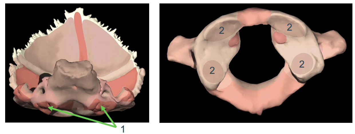 <p>Articulatio atlantooccipitalis<br>=tussen C0 en C1<br>→gewrichtskapsel: vast op de randen van de gewrichtskop en –kom, bekleed met synovium</p>
