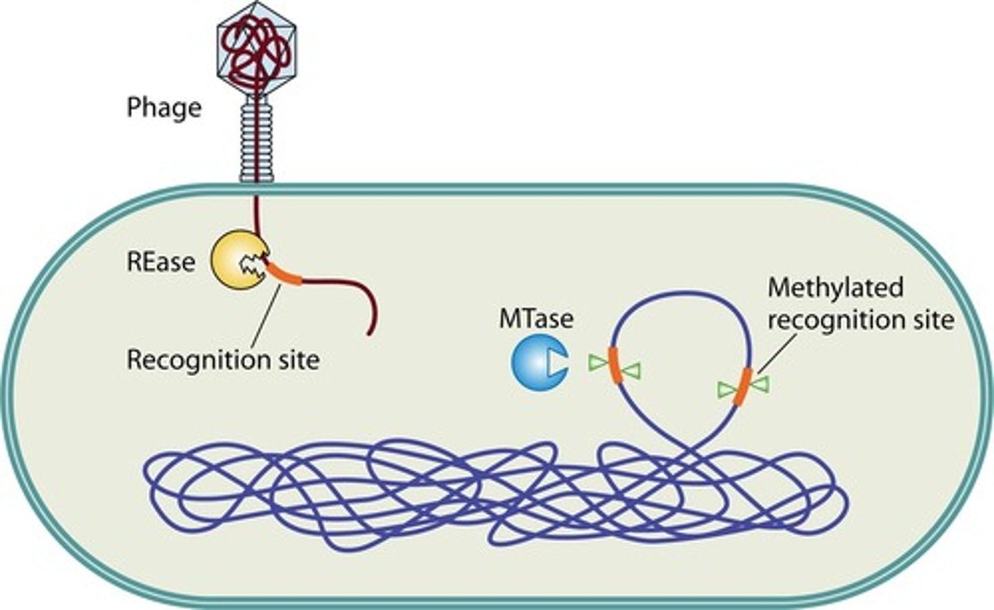 <p>a RE cuts dsDNA (e.,g viral genomes) that carry the RE's recognition sequence, which prvents replication of the viral genome</p>