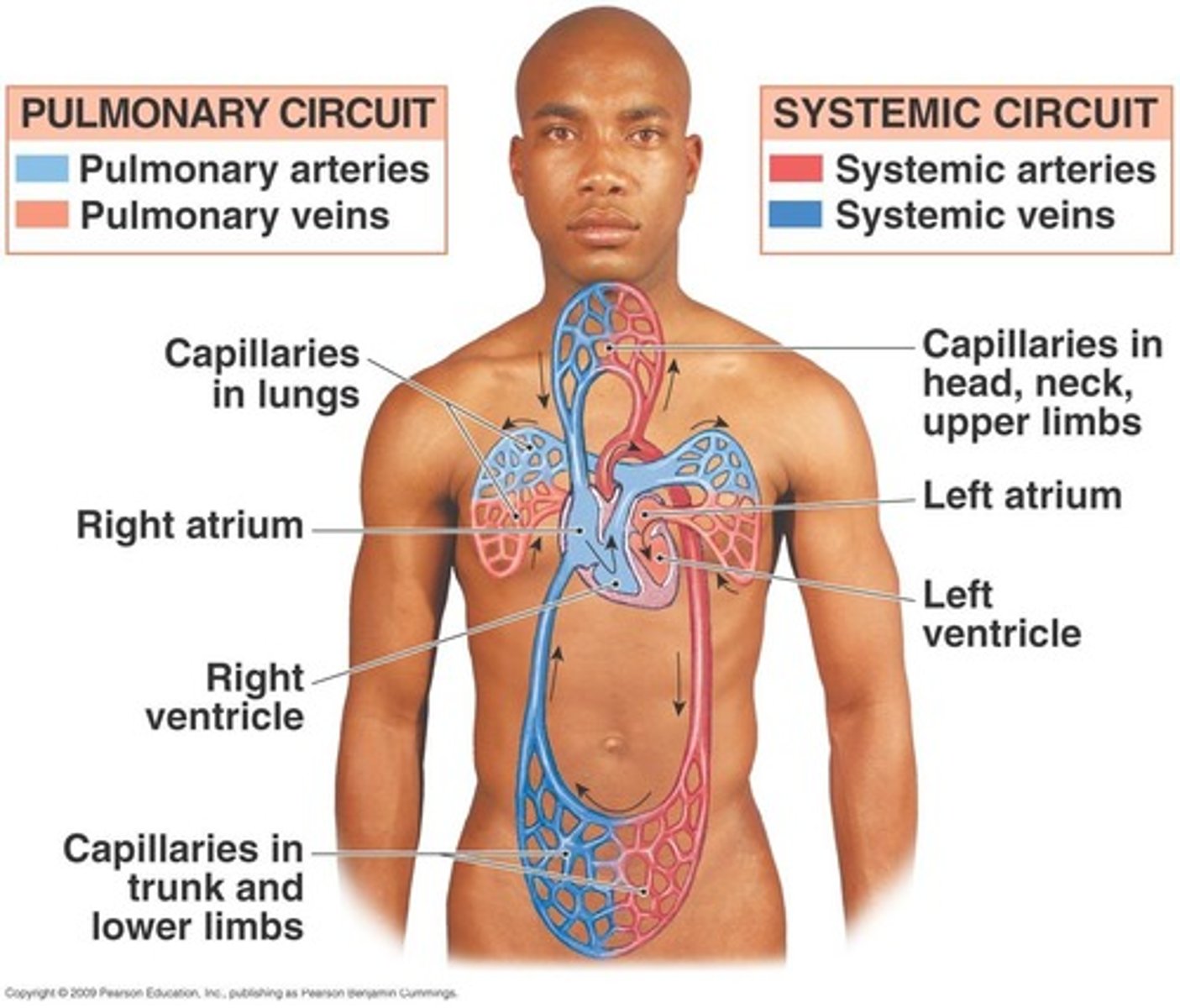 <p>The pulmonary circuit and the systemic circuit.</p>