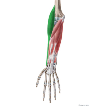 <p>origin:  <span style="font-family: Calibri, sans-serif">lateral supracondular ridge at distal end of humerus </span></p><p><span style="font-family: Calibri, sans-serif">insertion: base of styloid process of radius </span></p><p><span style="font-family: Calibri, sans-serif">function stabilizes elbow during bicep curl motion</span></p>