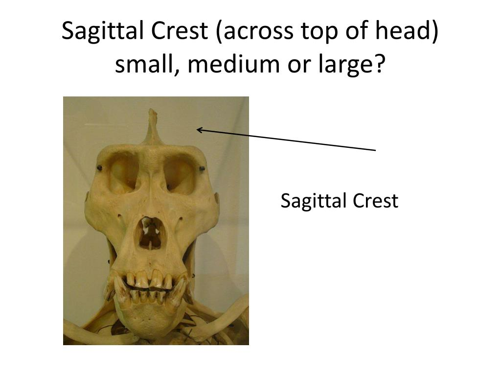 <p>describe the sagittal crest, mouth, face &amp; avg cranial capacity of Paranthropus robustus</p>