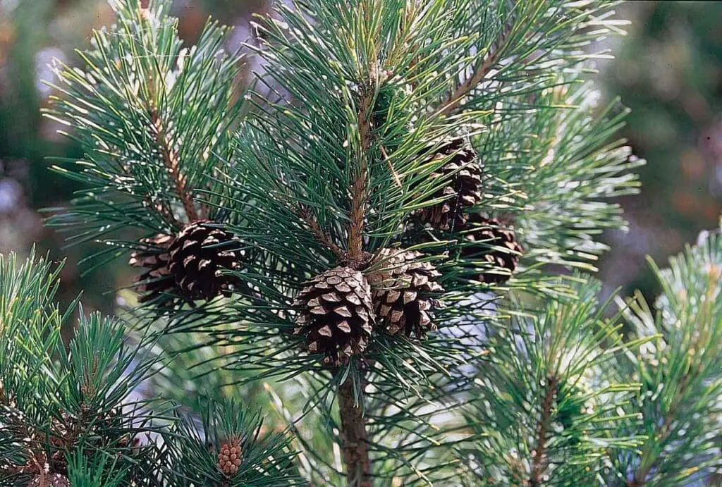 <p>Common name: Scotch pine</p><p></p><p>Genus: Pinus</p><p> </p><p>Species: sylvestris</p><p></p><p>Family: Pinaceae</p>