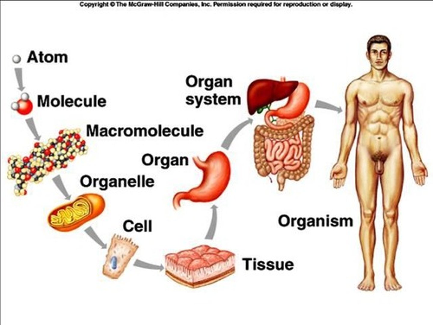 <p>The study of the structure of organisms.</p>