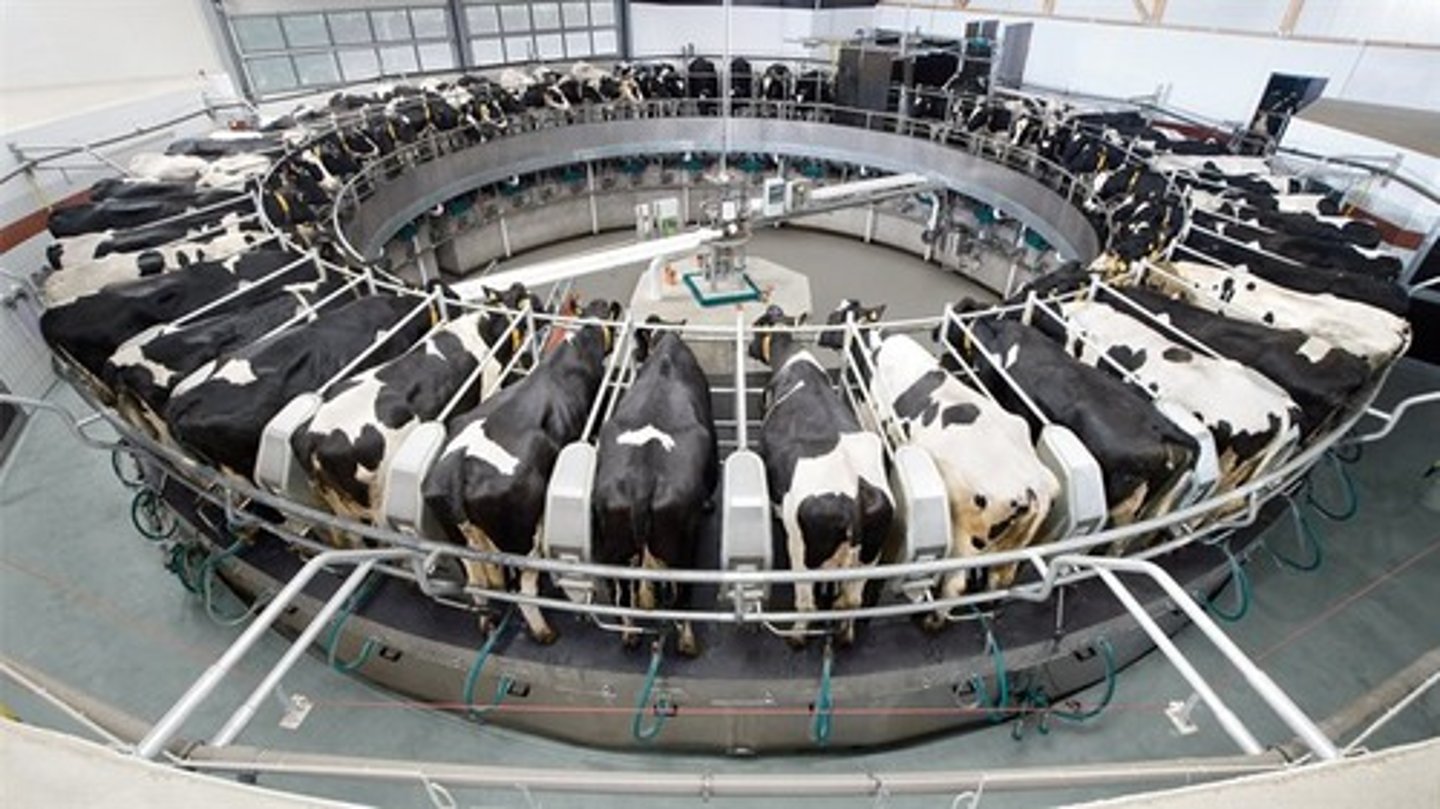 <p>What type of milking parlor is this?</p>