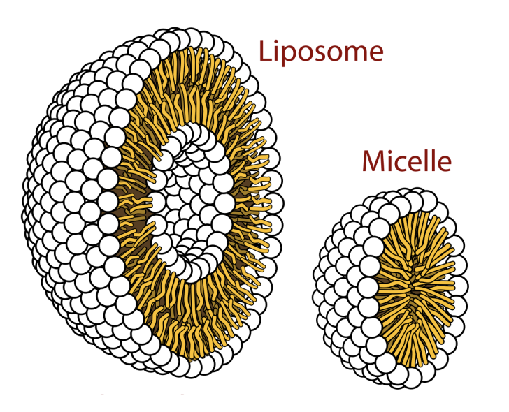 <p>Double-layer spheres with both outer and inner hydrophilic cores, used for drug delivery.</p><p></p>