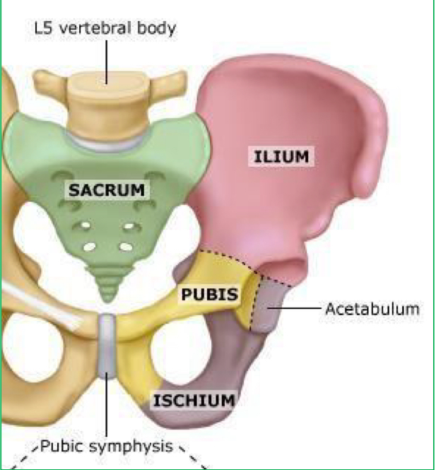 <ul><li><p>2 hip bones made of ilium, ischium, pubic bone</p></li><li><p>sacrum and coccyx </p></li></ul><p></p>
