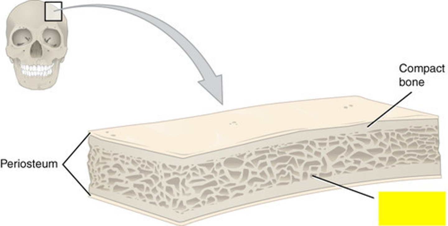 <p>spongy bone in flat bones</p>