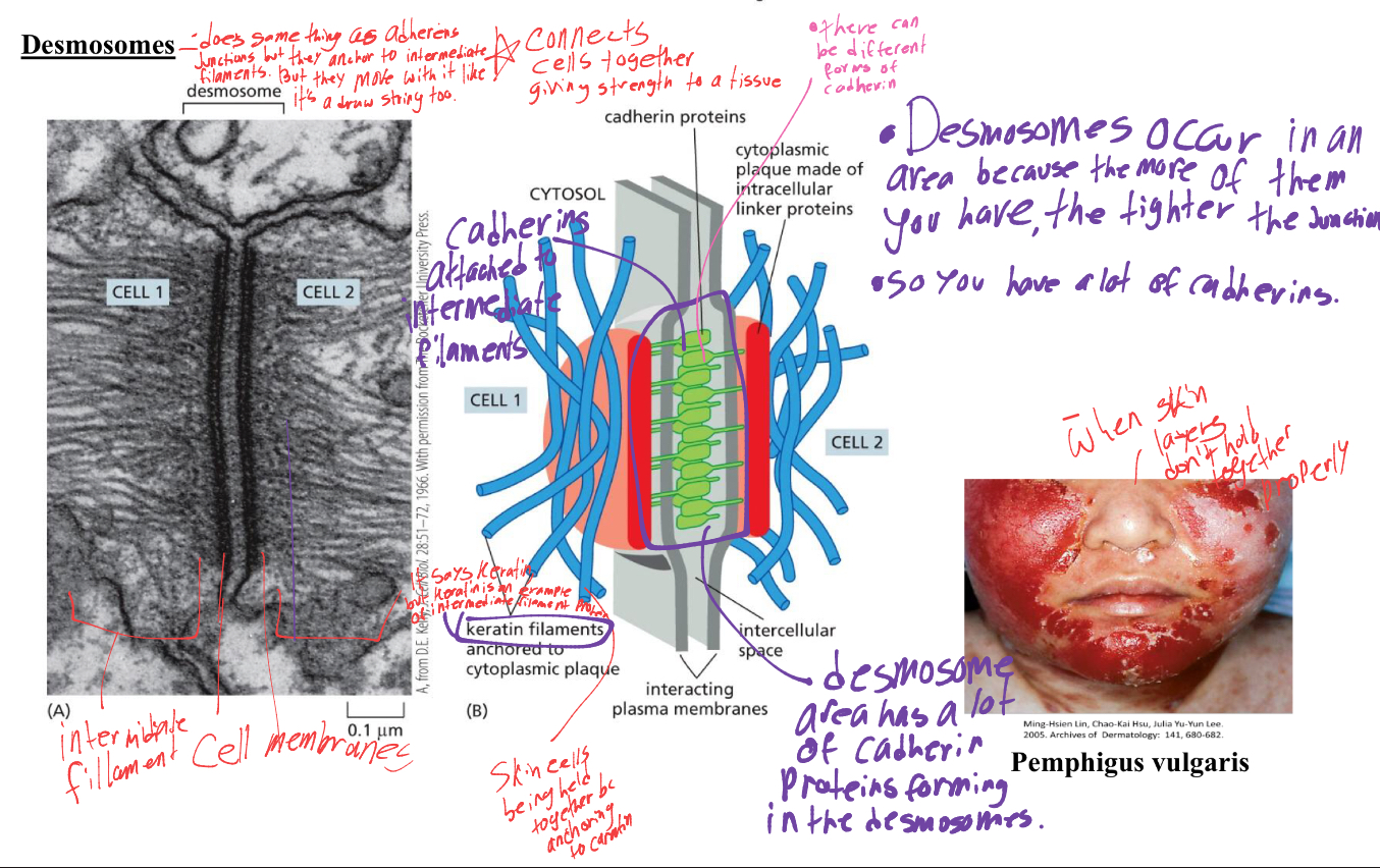 <p>desmosomes areas contain a lot of cadherins, hence why their called areas, bc the more you have the tighter the junction will be. </p><ul><li><p>and there can be different types of cadherins depending on the cell.</p></li><li><p>its like a weld spot.its strong and essential for things like skin </p></li></ul><p></p>