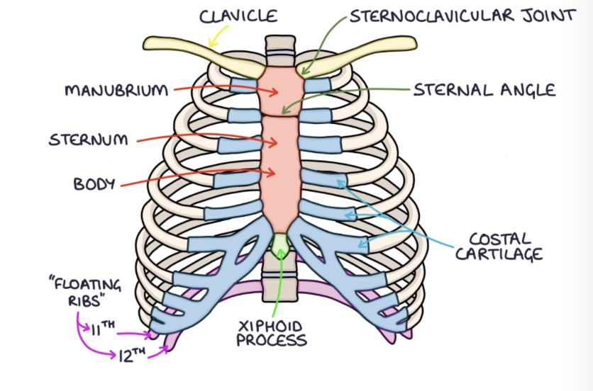 <p>top part of the sternum </p>
