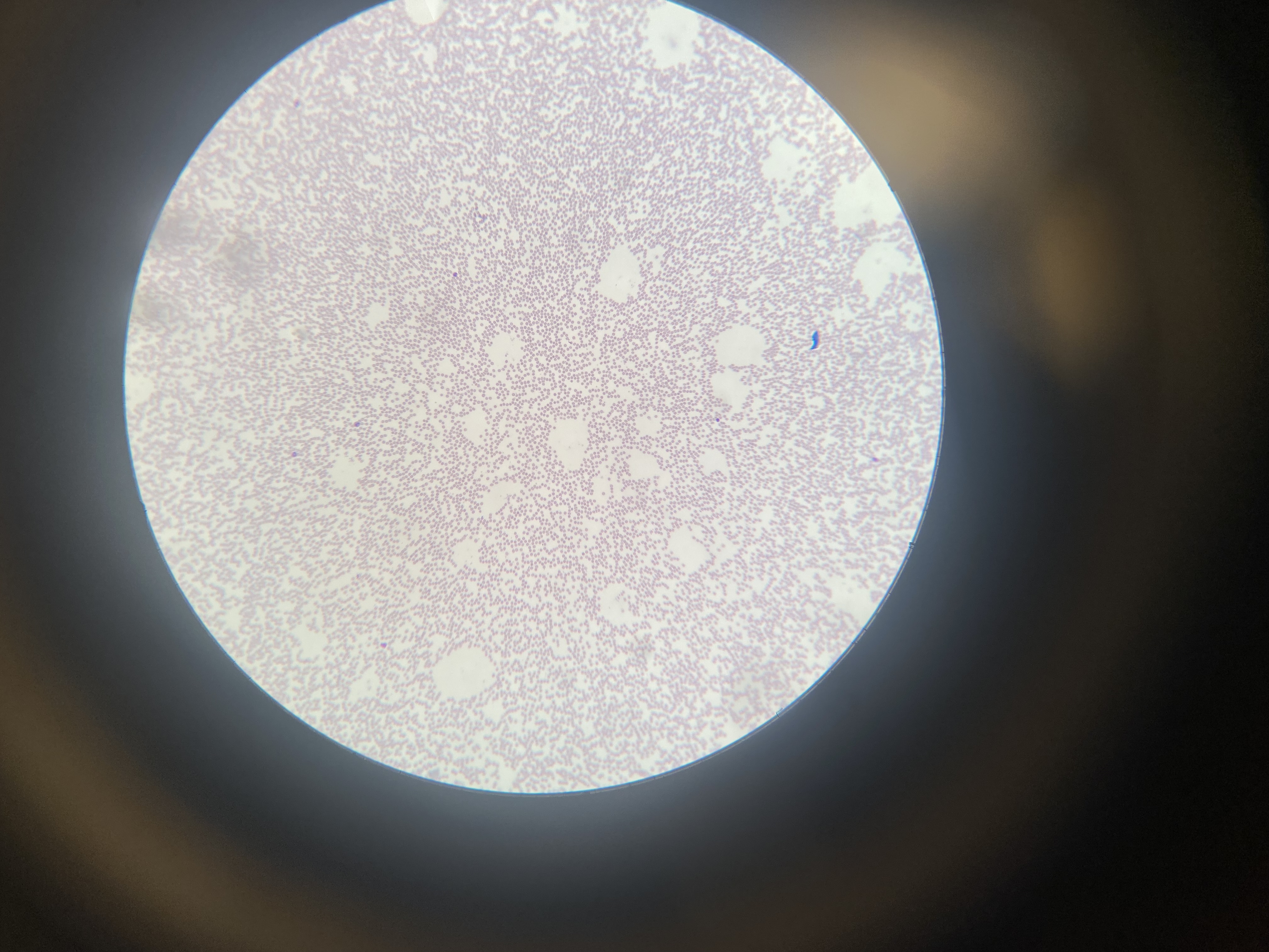 <p>Identify</p>