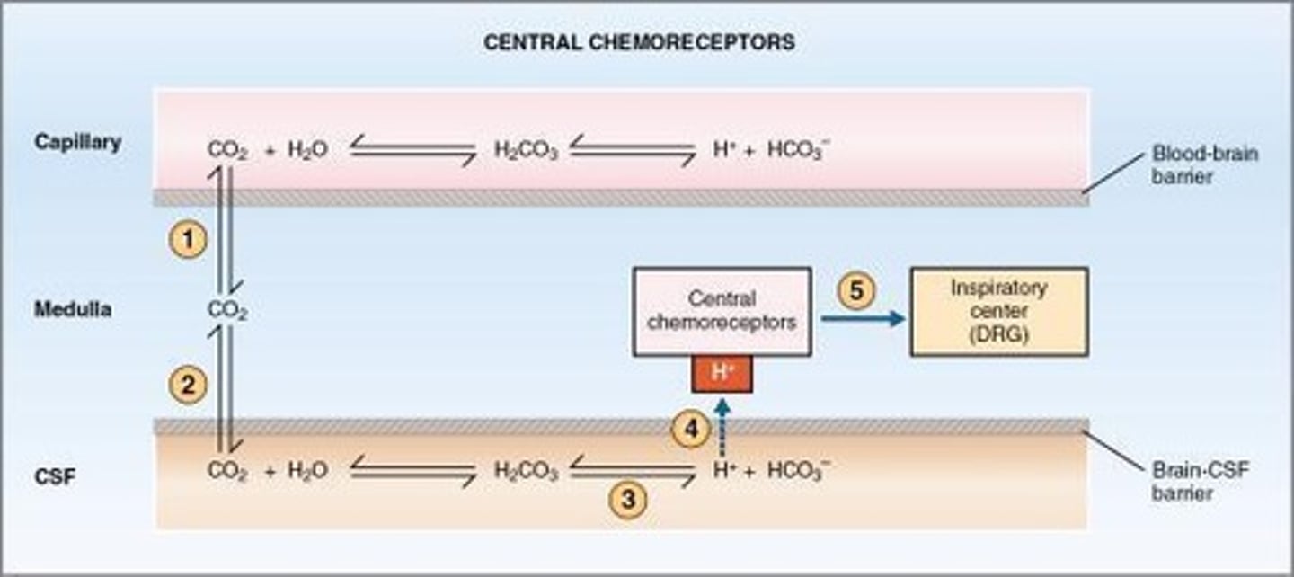 <p>Located in the medulla, they respond primarily to a rise in PaCO2 and changes in the pH of the CSF.</p>