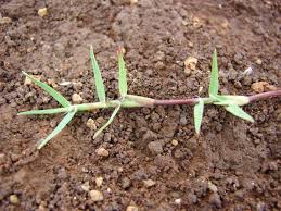 <p><span>Cynodon dactylon cv / Bermudagrass</span></p>