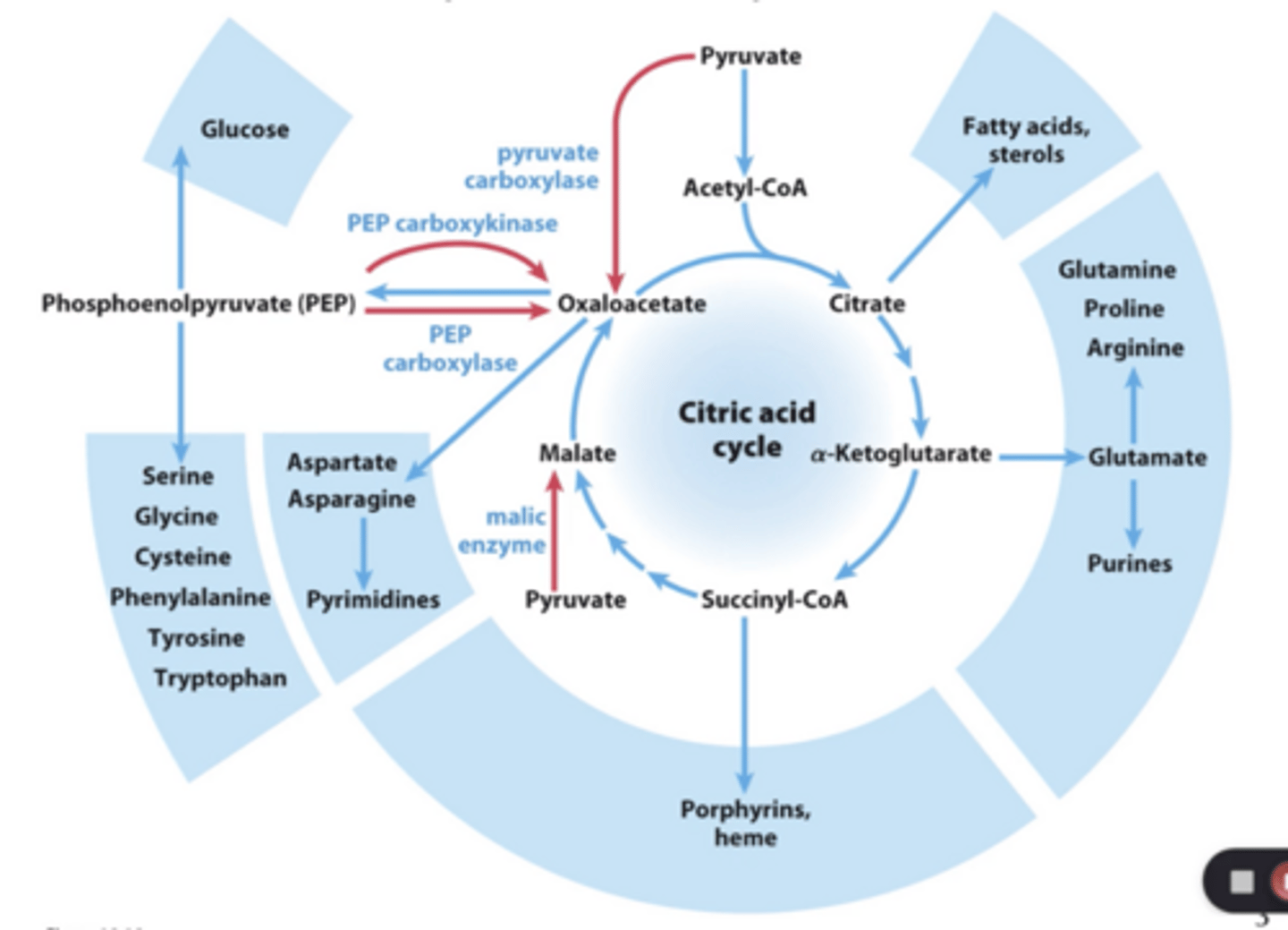 <p>Many citric acid intermediates, can make useful biosynthetic molecules</p><p>- if these intermediates get depleted, citric acid cycles cannot go on</p>
