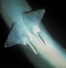 <p>Only males have claspers (extensions of the pelvic fins used to transfer sperm during internal fertlization)</p>