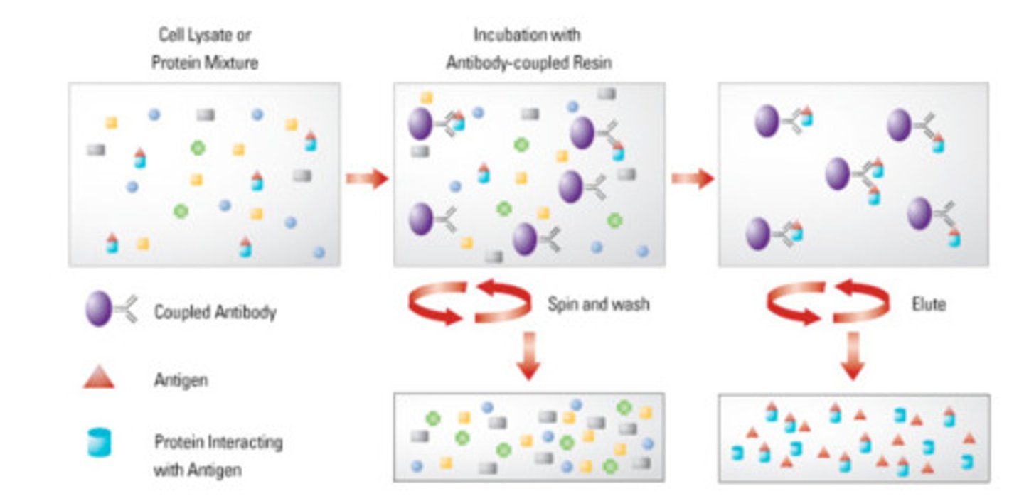 <p>ratio of antigen and antibody dependence. Equivalence: antigenic sites equals antigen-binding sites.</p>
