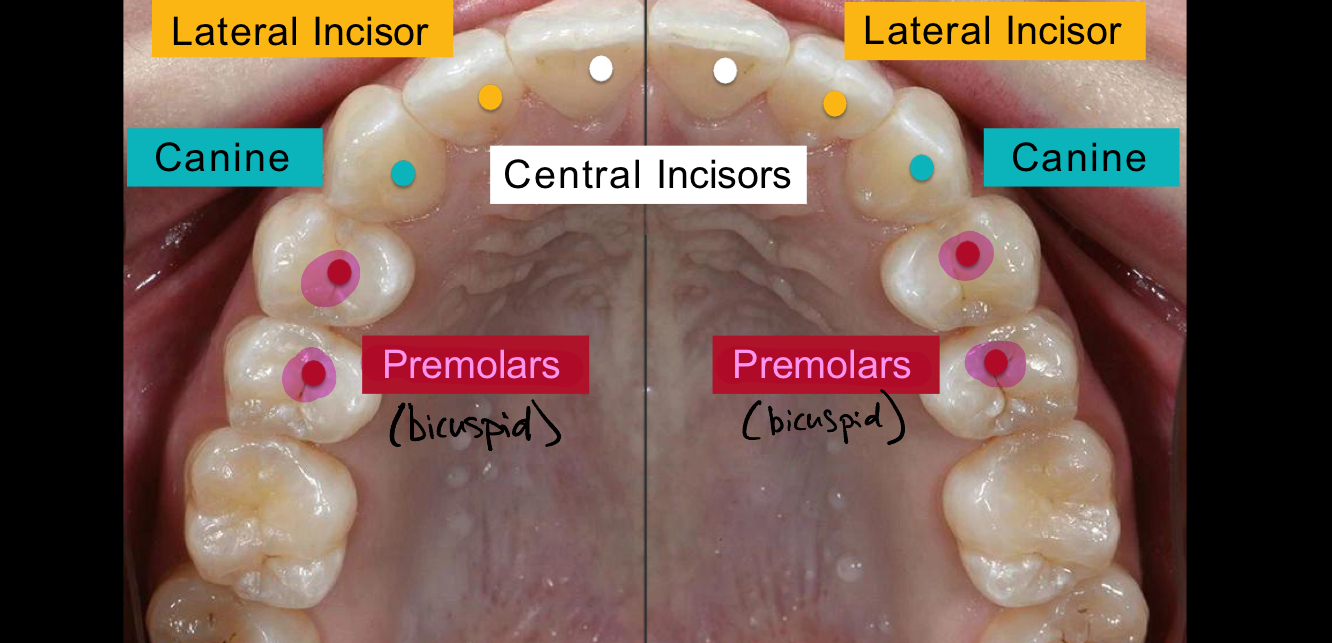 <p>Premolars/Bicuspids</p>