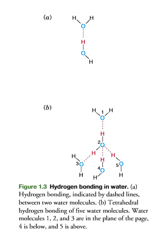 <p>Water molecules interact with each other because <u>positively charged hydrogen atoms</u> <u>on</u> <u>one molecule</u> are attracted to <u>negatively charged oxygen atoms on other water molecules.</u></p><p>A weak bond between two water molecules is formed (Figure 1.3a). This bond, indicated by a dashed line, is a hydrogen bond</p><p>Recent studies suggest that the bond <u>between two water</u> <u>molecules</u> is <u>partially covalent.</u></p><p>Hydrogen bonds are relatively weak compared to covalent bonds but their large number is the reason for the stability of liquid water.</p>