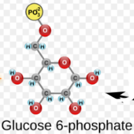 <p>(2) Glucose 6-phosphate → Enzyme? Products?</p>