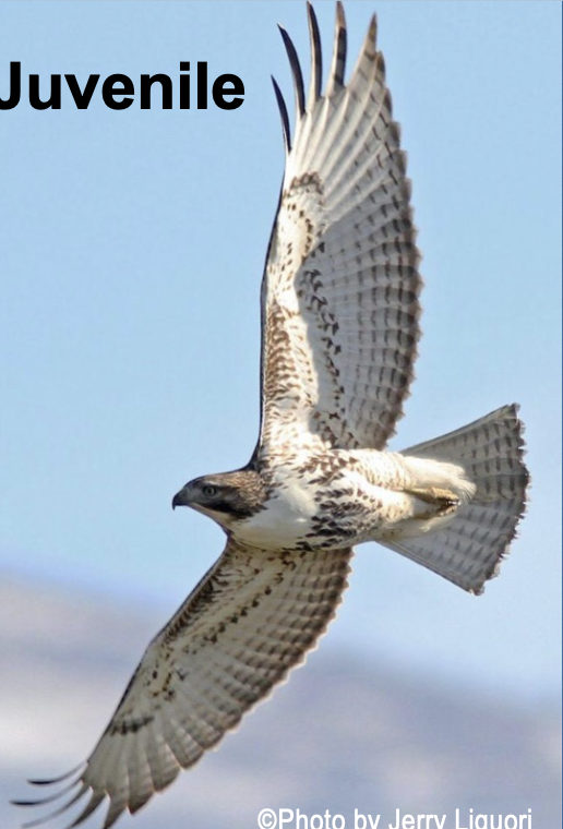 <p>tail not red, dark patagial marks and belly band; open areas from deserts to rain forests</p>