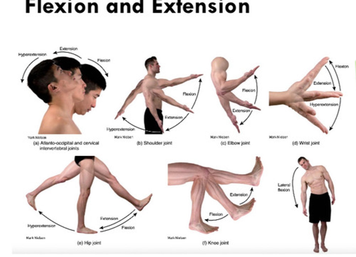 <p>- Flexion: decrease in angle</p><p>- Extension: increase in angle</p>
