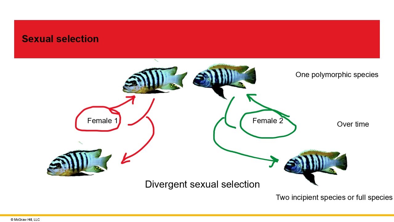 <ul><li><p>females choose which male to mate</p></li><li><p>related to courtship behaviours, songs, colouration</p></li><li><p>certain females prefer males w/one colour pattern, while other females prefer males w/different colour pattern</p></li></ul><p></p>