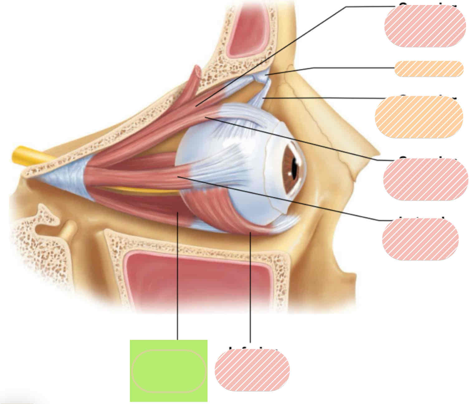 <p>Extrinsic eye muscles</p>