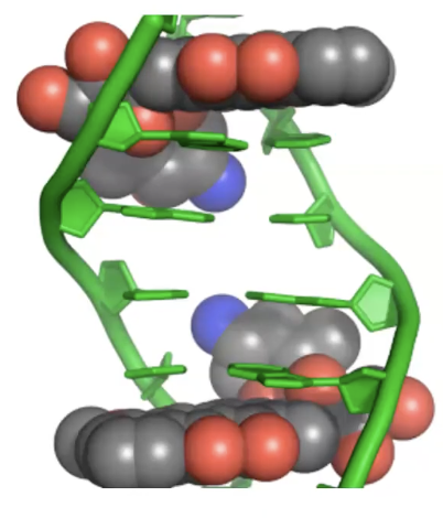 <p><strong>intercalation → stabilize / inhibit topoisomerase II</strong> after it has cut and unwinded the DNA strand for replication → <strong>prevents topoisomerase from reattaching the broken ends of DNA</strong></p><p></p>