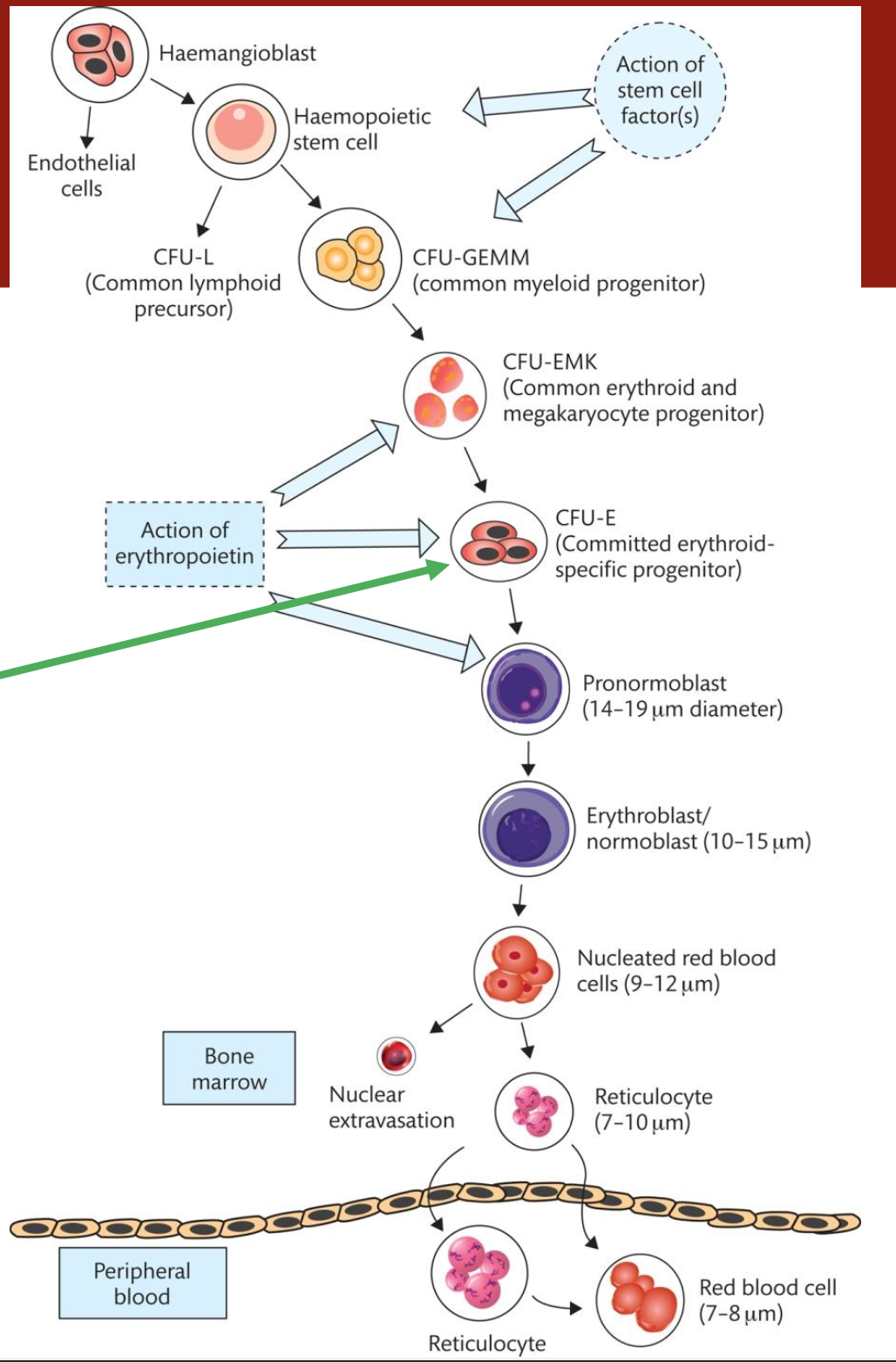 <p>Erythropoiesis cycle refers to the series of stages through which progenitor cells in the bone marrow mature into erythrocytes. </p><p>This includes differentiation, maturation, and release into the bloodstream, influenced by erythropoietin and oxygen levels.</p>