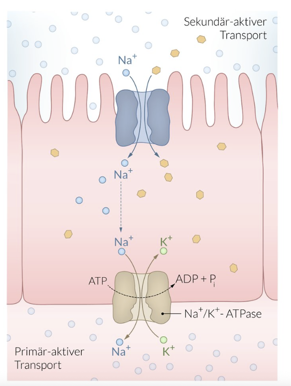<p>D. Secondary active transport</p>