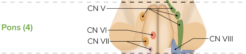 <p>If a patient cannot move their eyes laterally, which brainstem level is damaged?</p>