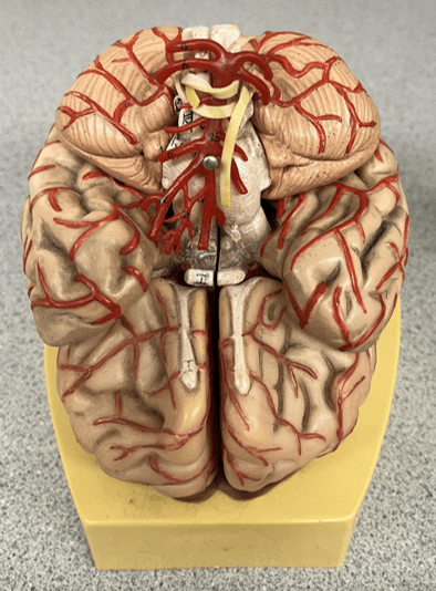<p>• An artery of the cerebral circulation (not shown).</p>
<p>• Originates from the internal carotid arteries.</p>
<p>• Supplies the frontal, temporal, and parietal lobes.</p>