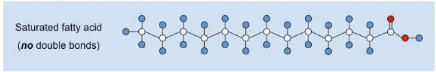 \-A lipid made from fatty acids that have no double bonds between carbon atoms.

\-Solid at room temperature