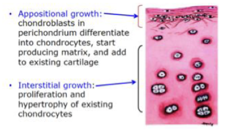 <p class="p1"></p><ul><li><p class="p1">Growth from <strong>within</strong> the cartilage (independent of the perichondrium)</p></li><li><p class="p1">Involves <strong>chondrocytes</strong> dividing in their <strong>lacunae</strong></p></li><li><p class="p1">Daughter cells form <strong>isogenous groups</strong></p></li><li><p class="p1">Expands cartilage <strong>internally</strong> and <strong>increases length and volume of cartilage</strong></p></li><li><p class="p1">Important in <strong>early cartilage development</strong> and in cartilage <strong>lacking perichondrium</strong> (e.g., articular cartilage, fibrocartilage)</p></li></ul><p></p>