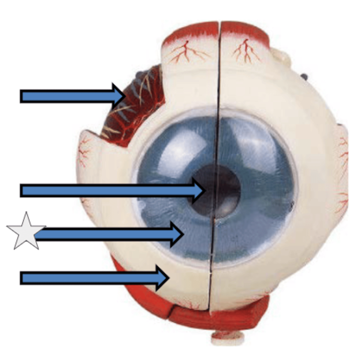 knowt flashcard image