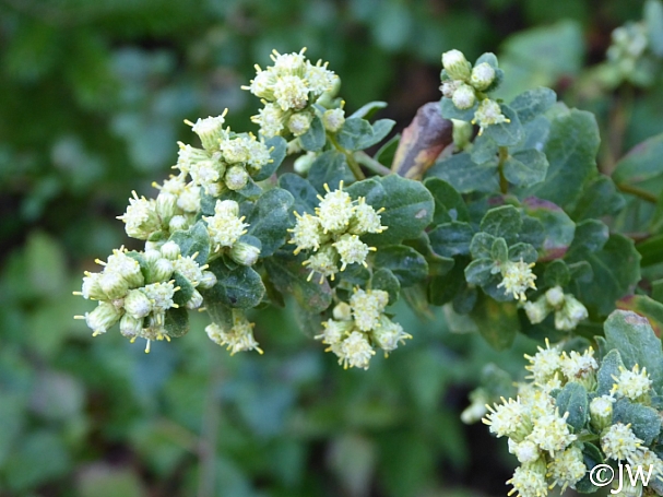 <p>Coyote brush</p>