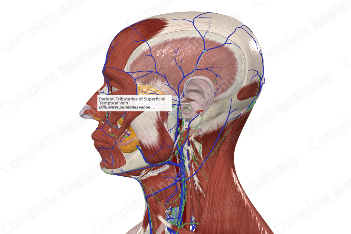 <p>comes from the forehead</p><p>– It is joined by the Maxillary vein</p><p>– Together they form the retromandibular vein</p><p>– Retromandibular and posterior auricular vein form the external jugular vein</p>