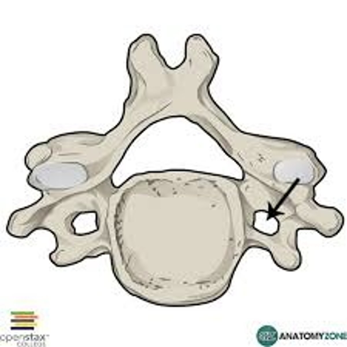<p>holes in the transverse cervical vertebrae</p>