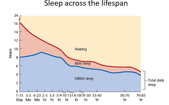 <ul><li><p><span>The first clue that perhaps sleep has a role in brain development comes from the fact that infants sleep a lot more than adults</span></p><ul><li><p><span>REM sleep in adults accounts for about 20-25% of total sleep whereas in infants it takes up about 50% of total sleep time</span></p></li></ul></li><li><p><span>During stage 3 sleep (SWS), Growth Hormone (GH) release is at its peak which is important for growth</span></p></li></ul>