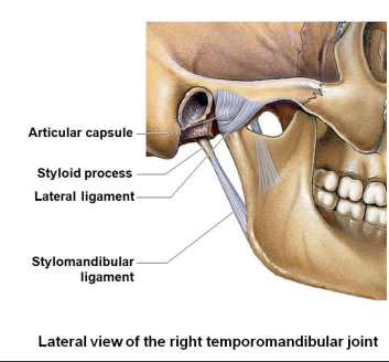 <ul><li><p>Articular capsule</p></li><li><p>Styloid process</p></li><li><p>Lateral ligament</p></li><li><p>Stylomandibular ligament</p></li></ul>