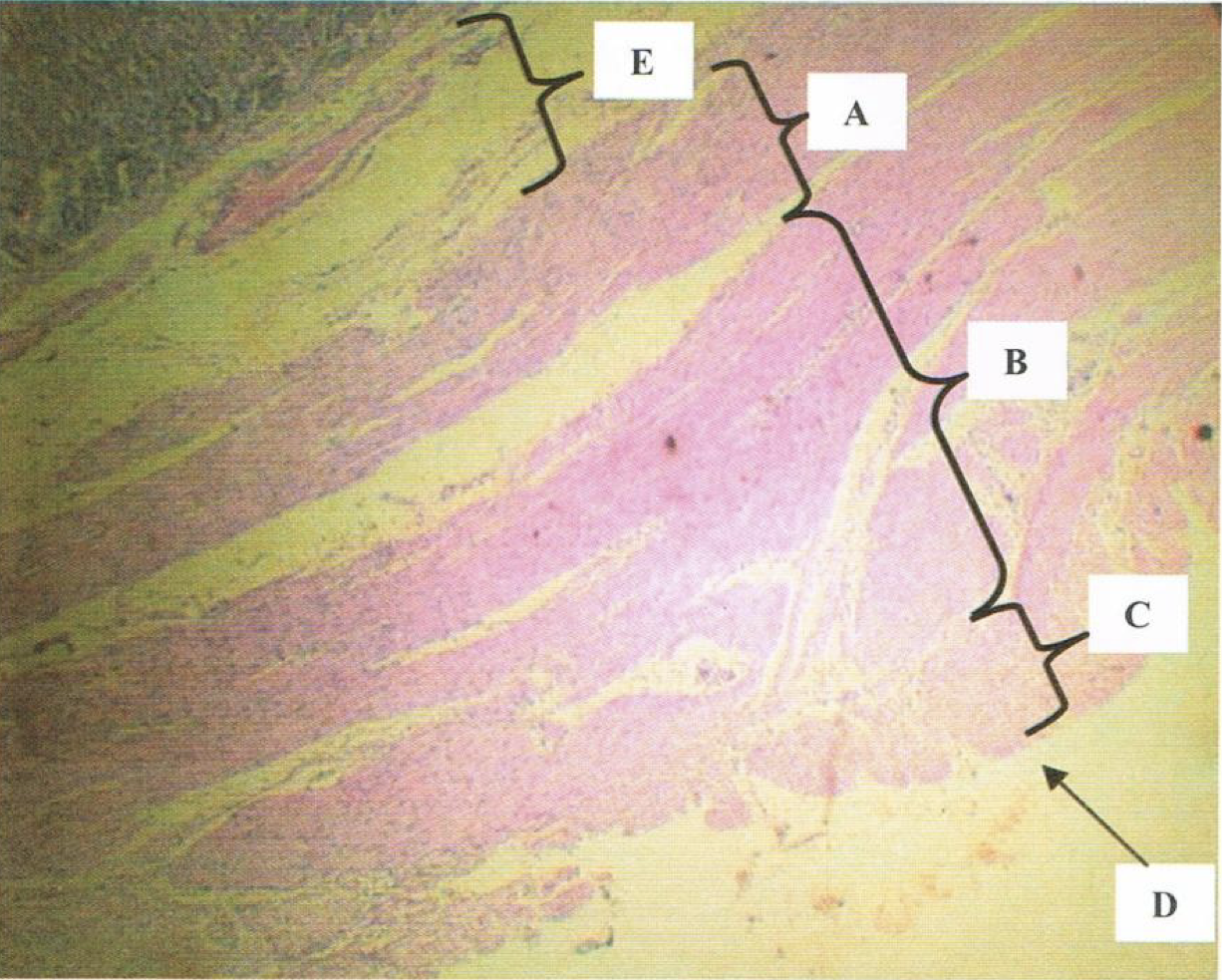 <p>Identify the structure</p>