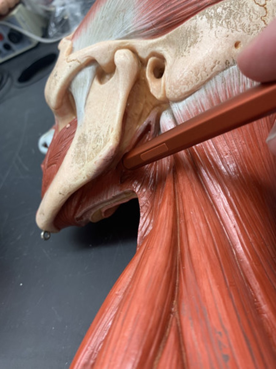 <p>O: Styloid process of temporal bone</p><p>I: Bottom and lateral aspects of tongue</p><p>A: Retracts tongue</p><p>Inn: Hypoglossal nerve (CN XII)</p>