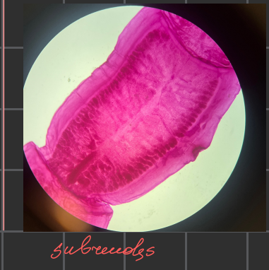 knowt flashcard image