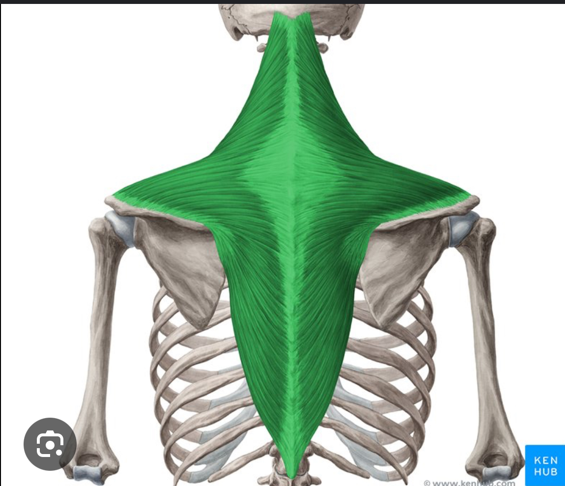 <p>What is the origin of the Trapezius muscle?</p>