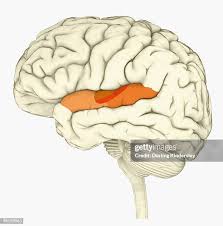 <p>receives information from your ears </p>