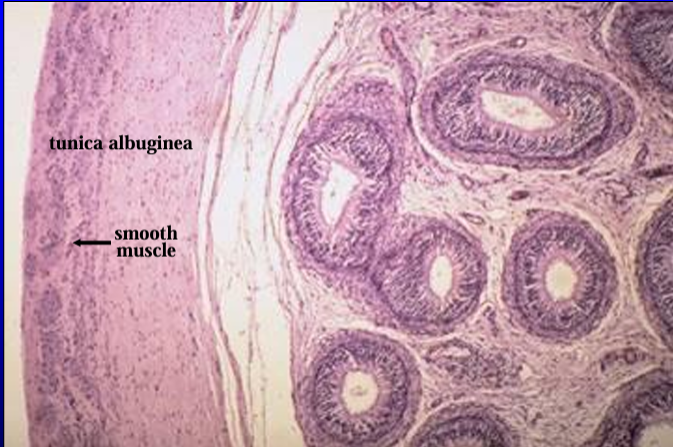 <p>Equine epididymis. </p><p>The tunica albuginea and the ductus epididymidis are shown at a higher magnification. </p><p>Note the presence of smooth muscle fibers in the tunica albuginea</p>
