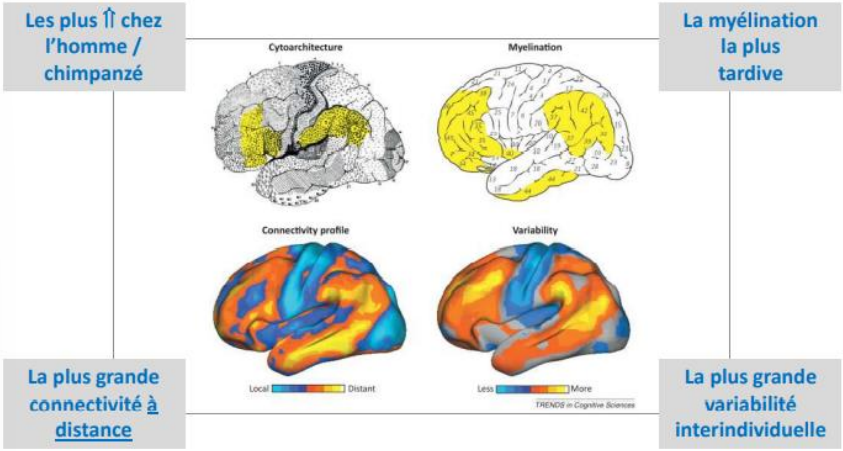 <p>La phylogénie du cortex cérébral</p>