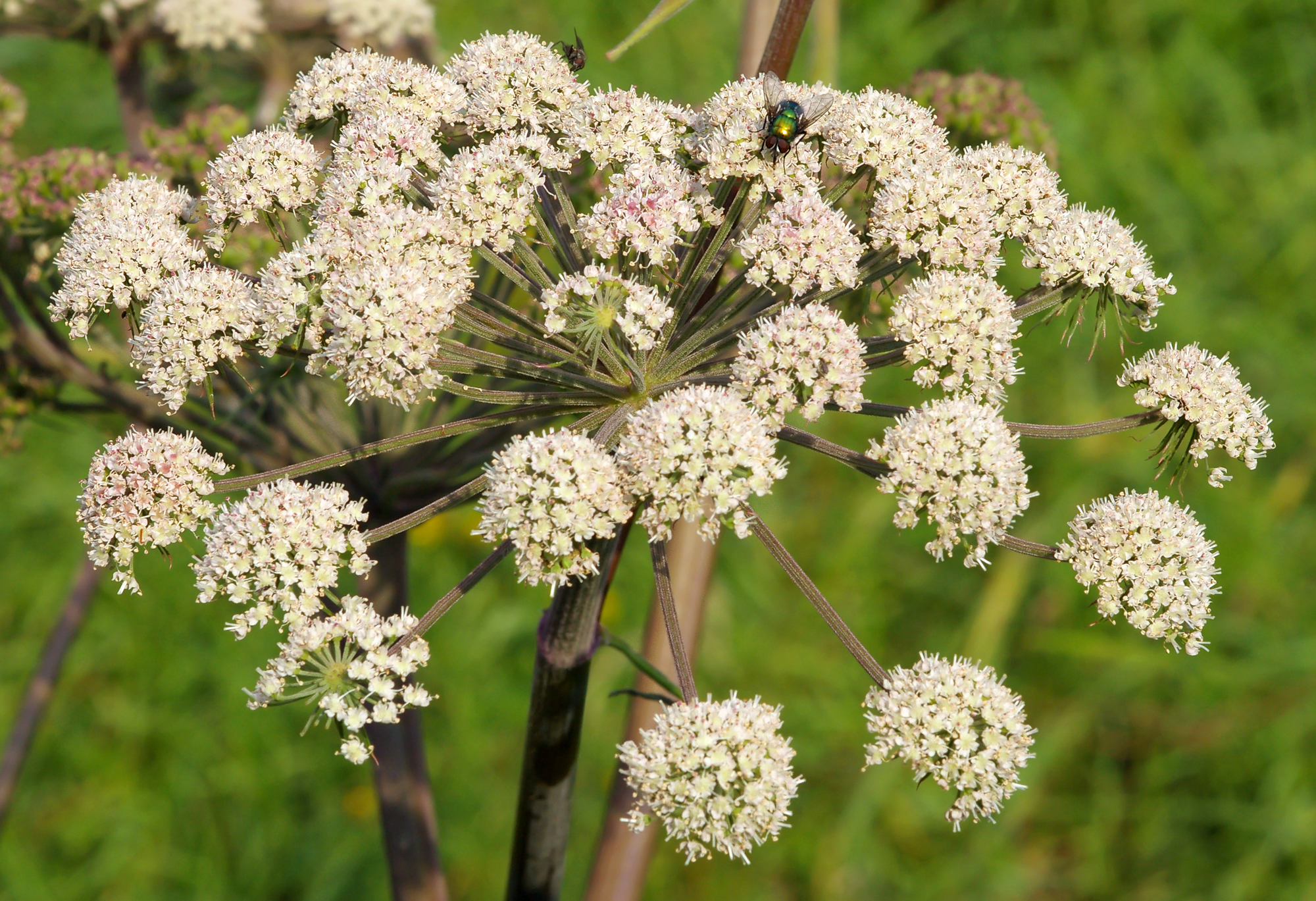 <p>apiaceae</p>